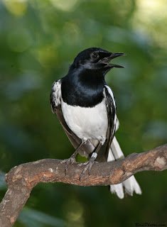 Kacer - Oriental Magpie-Robin (Copsychus saularis)3